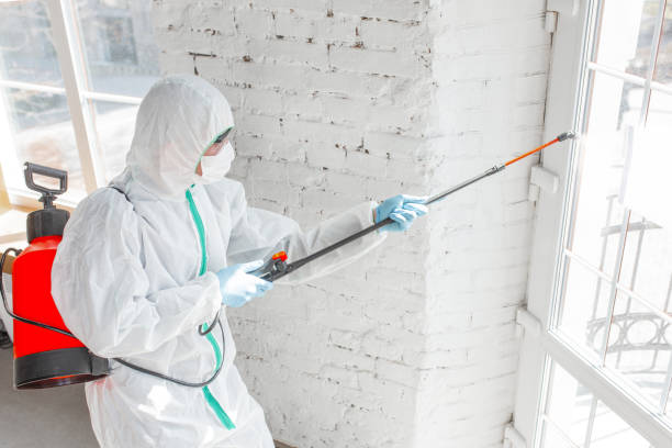 Best Mold Odor Removal Services in USA